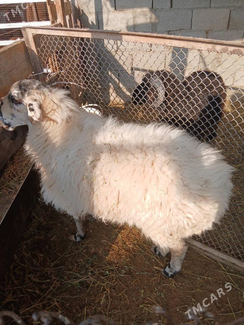 Goyun - Aşgabat - img 2