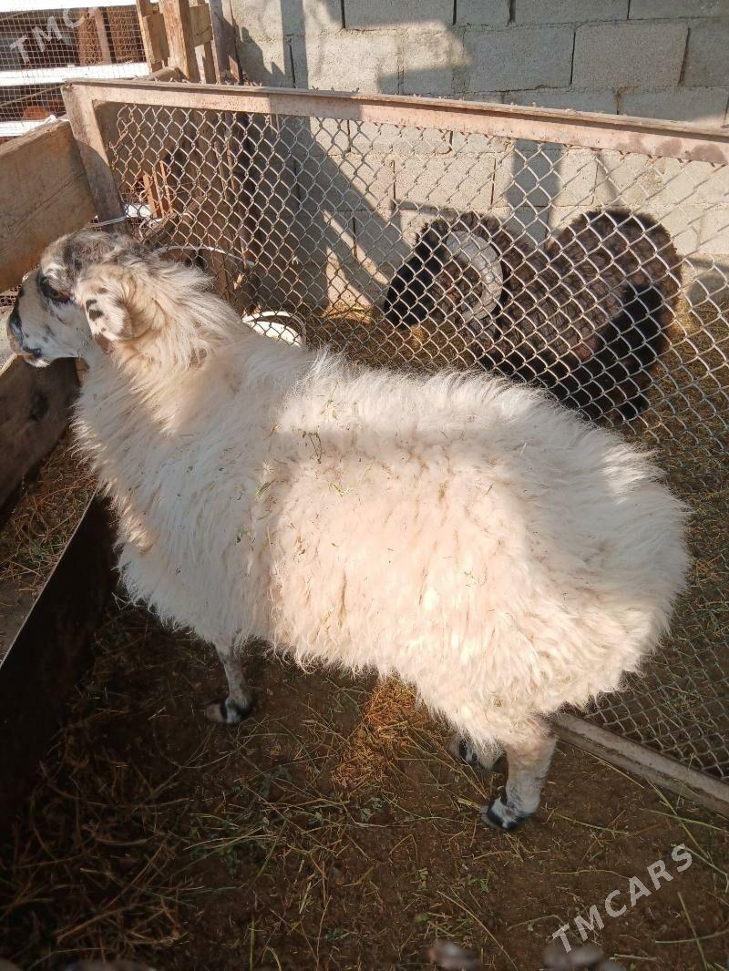 Goyun - Aşgabat - img 5