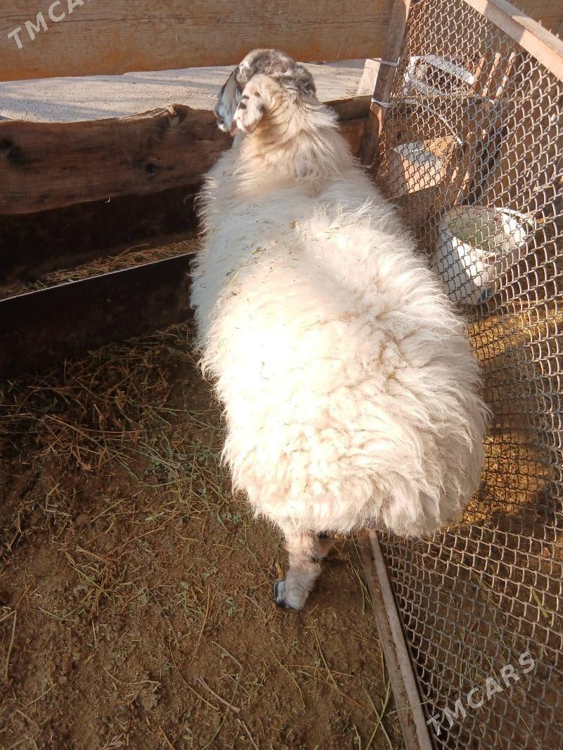 Goyun - Aşgabat - img 4