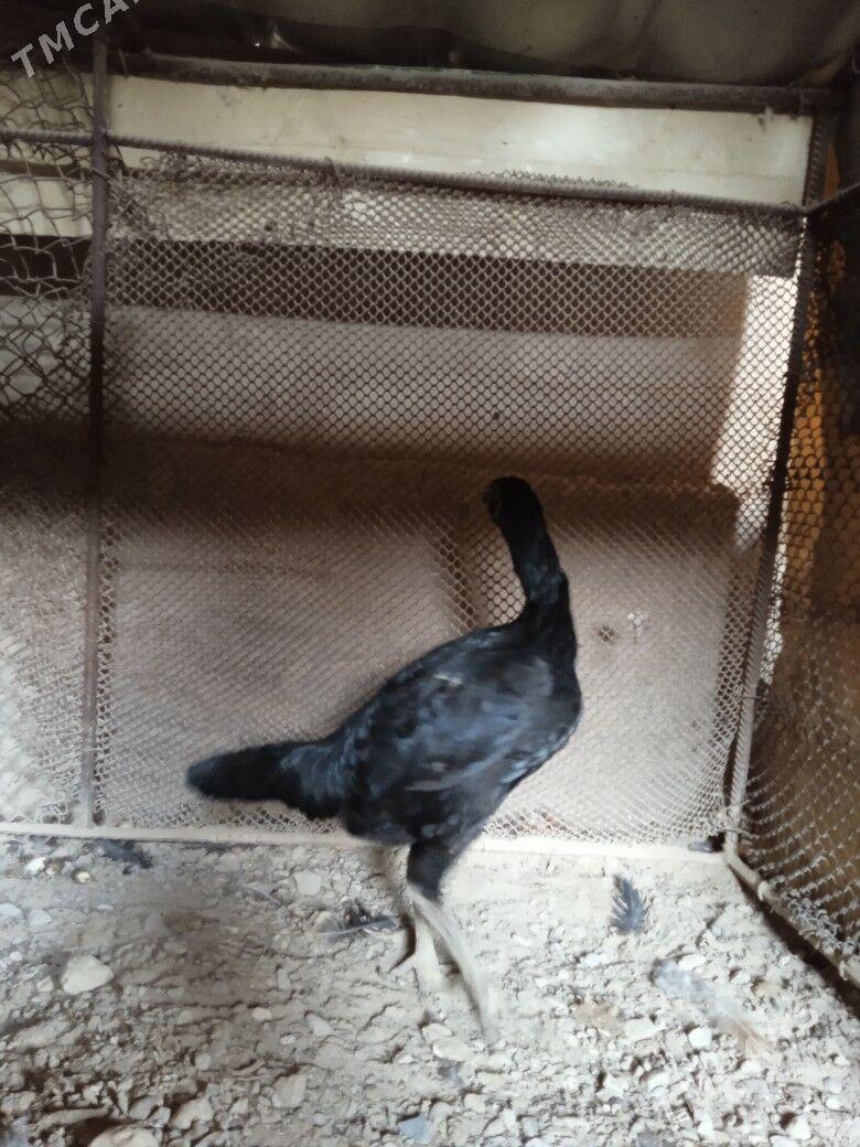 kazak juje - Farap - img 3