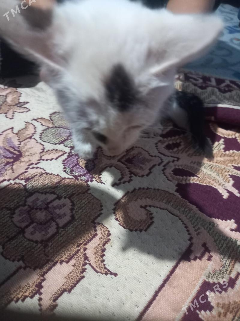 pisik - Дашогуз - img 2