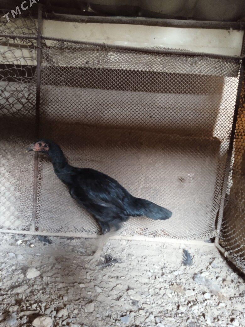 kazak juje - Farap - img 2