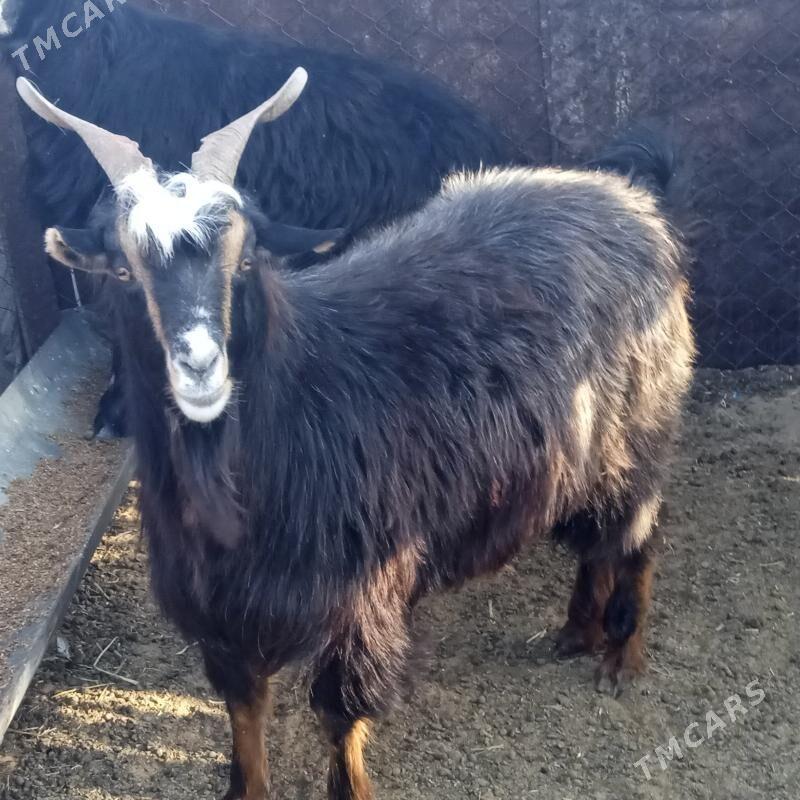 bakylan geçi - Türkmenbaşy - img 2