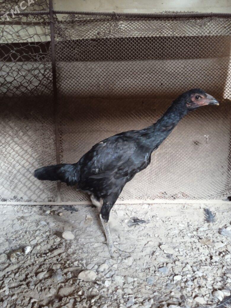 kazak juje - Farap - img 1