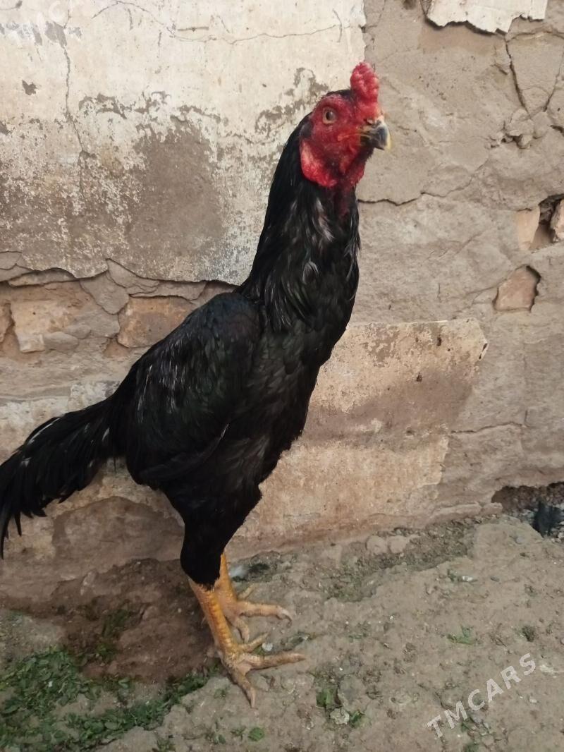 бойцовский петух - Байрамали - img 2