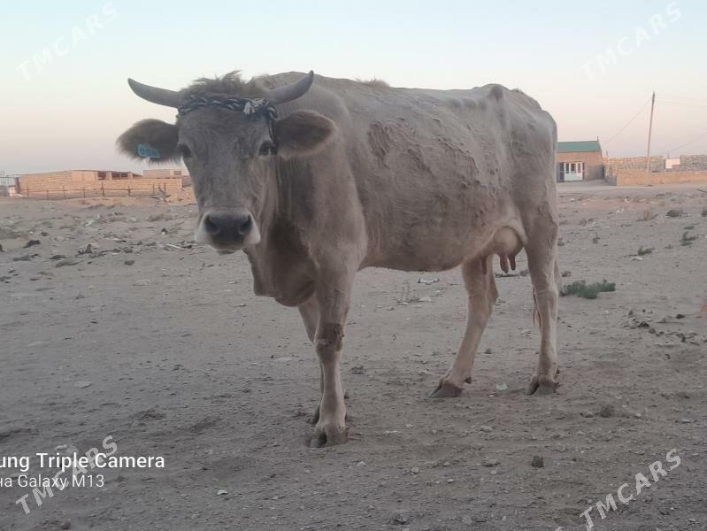 goleli sygyr - Balkanabat - img 3