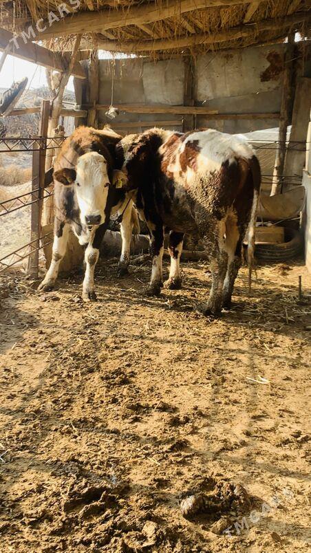 simintal - Saýat - img 7