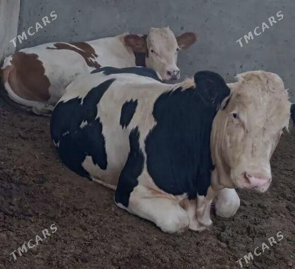 simintal - Saýat - img 3