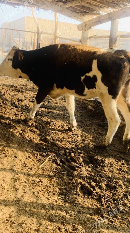 simintal - Saýat - img 9