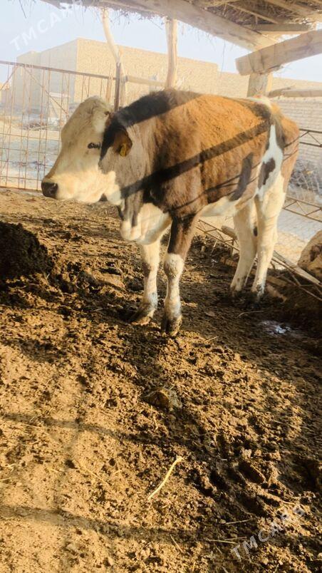 simintal - Saýat - img 4