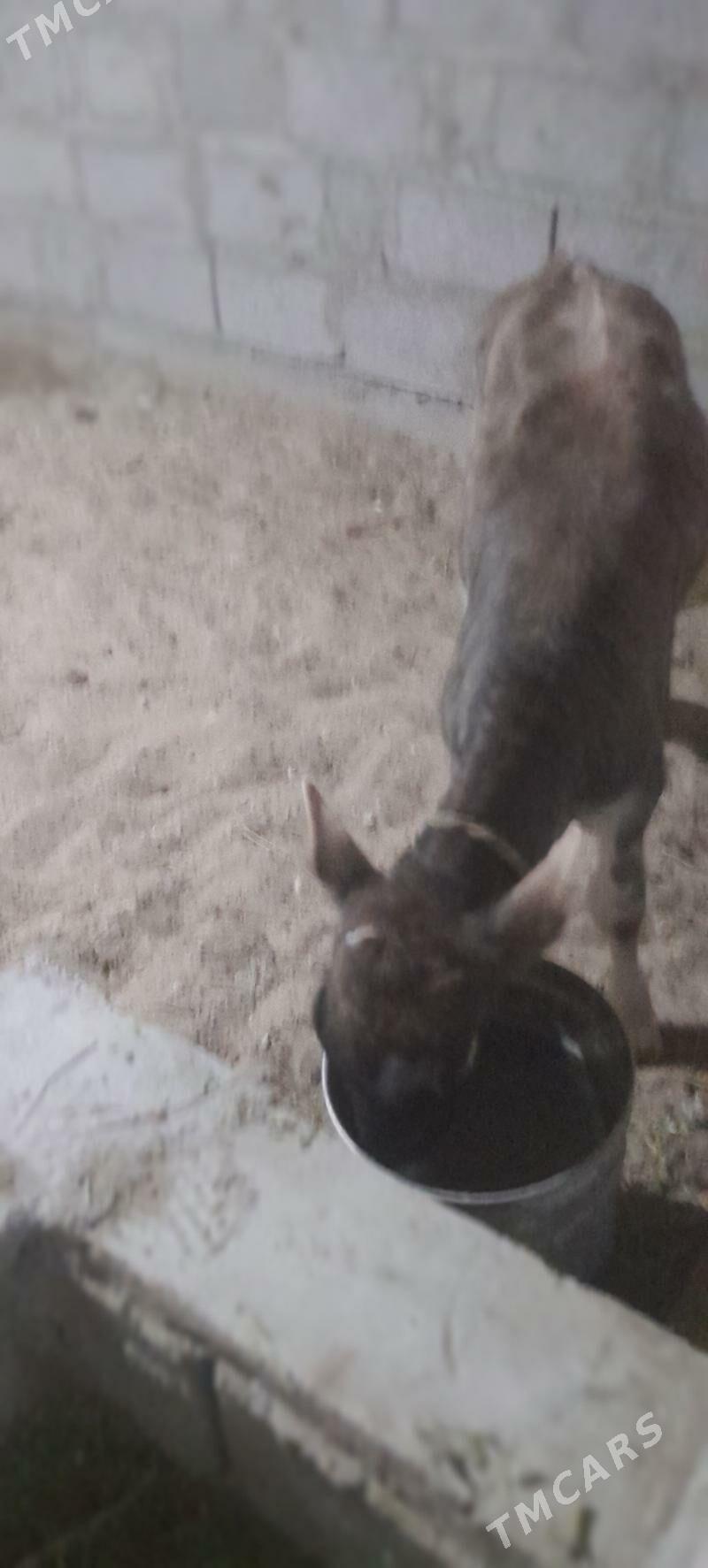 goleli sygyr - Balkanabat - img 4