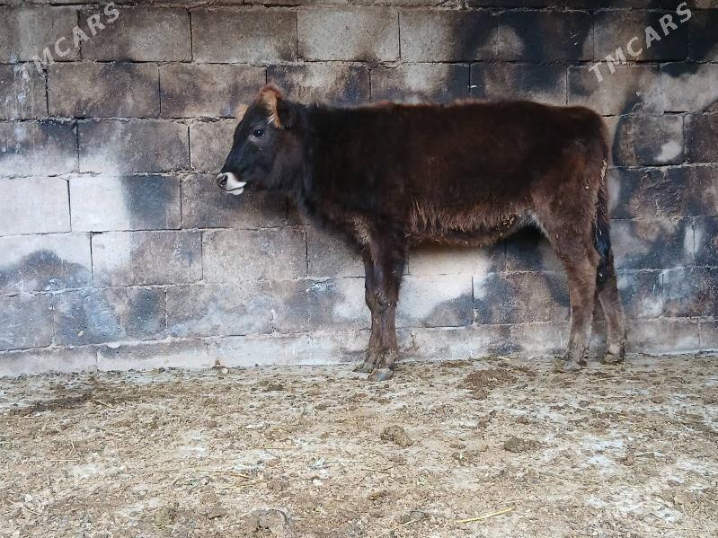 tuwe - Bäherden - img 2