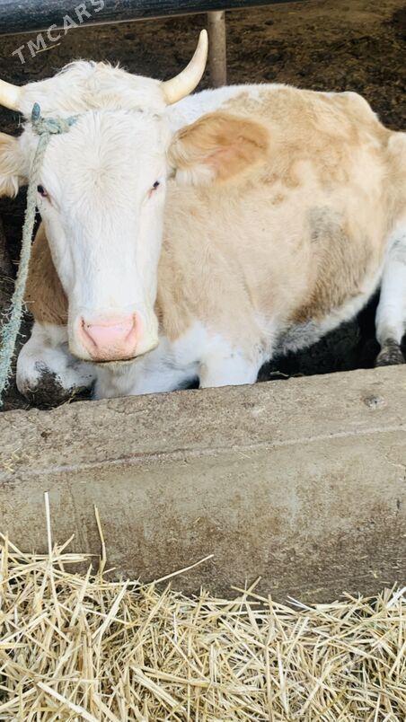 simintal - Saýat - img 8