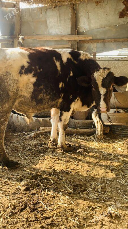 simintal - Saýat - img 6