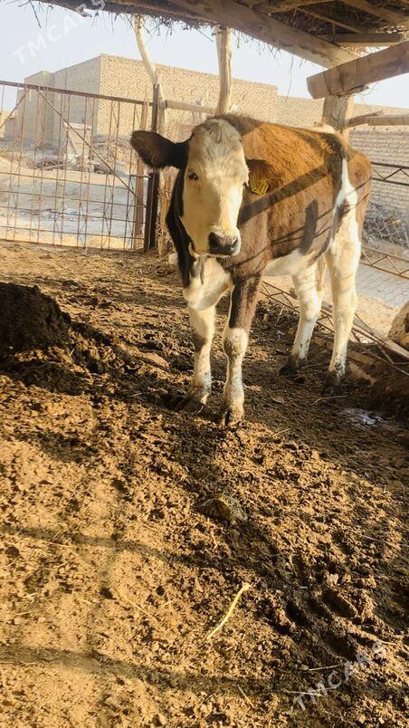 simintal - Saýat - img 5