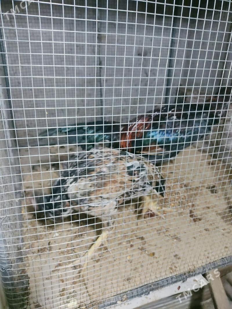 horaz jujeler - Чарджоу - img 4