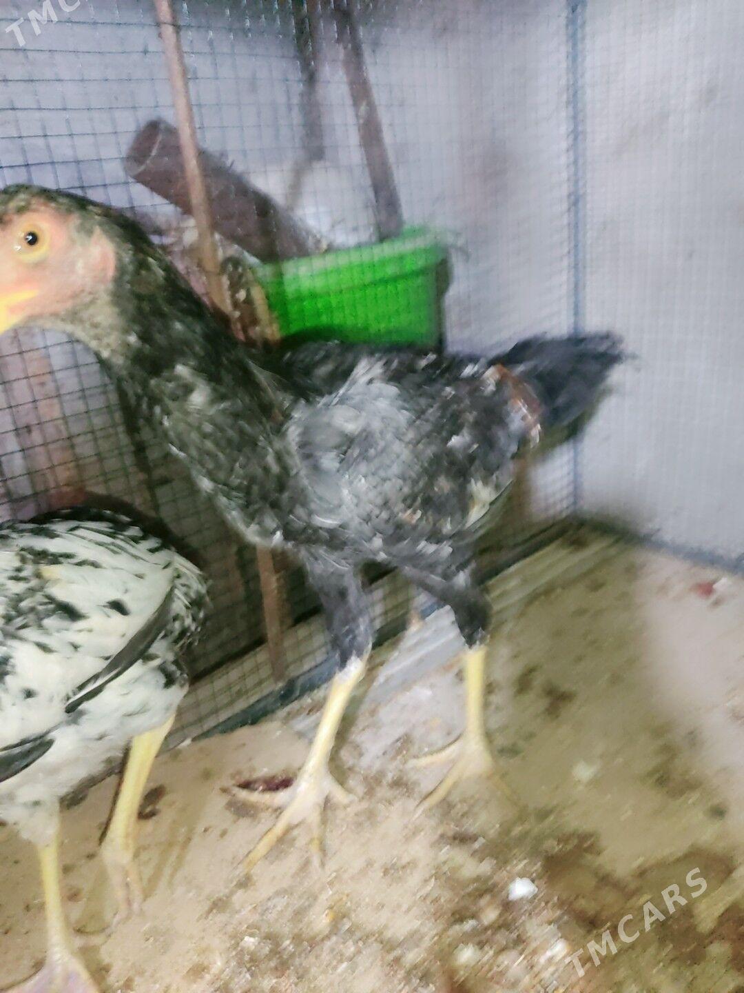 horaz jujeler - Чарджоу - img 8