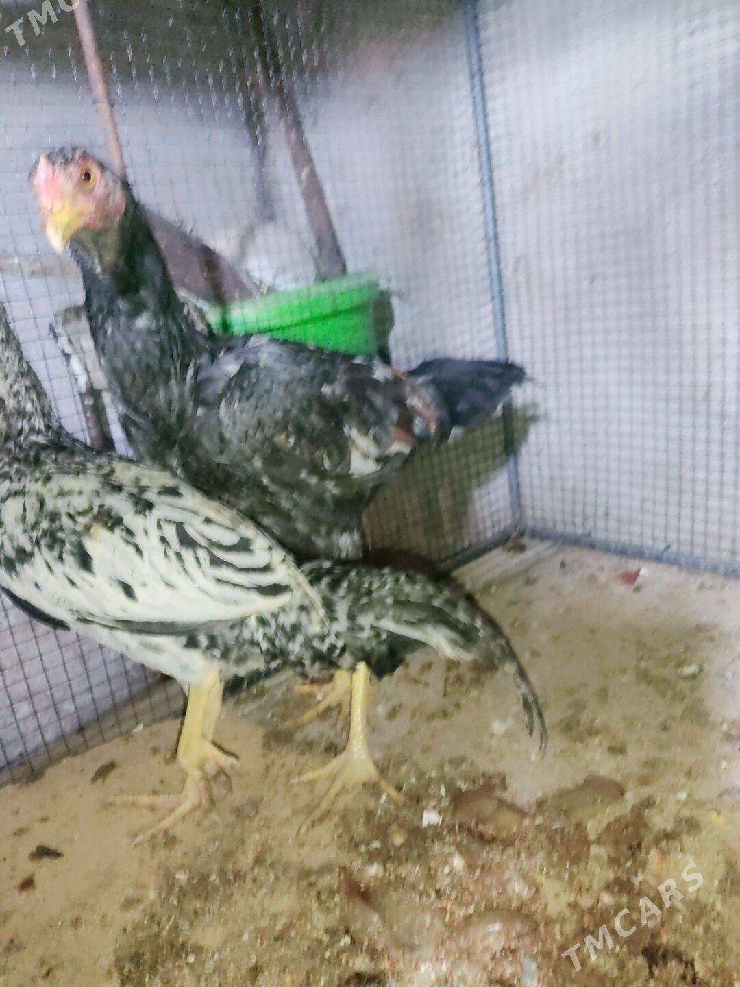 horaz jujeler - Чарджоу - img 7