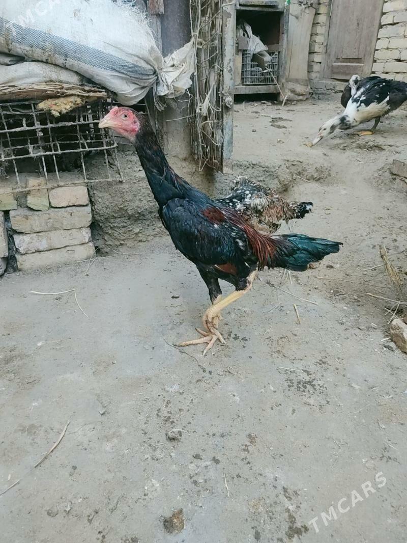 horaz jujeler - Чарджоу - img 1