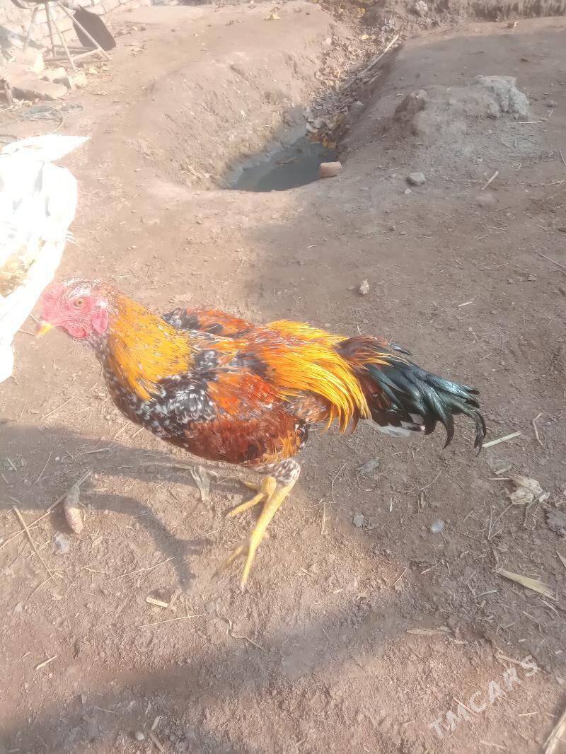 juje - Сейди - img 3