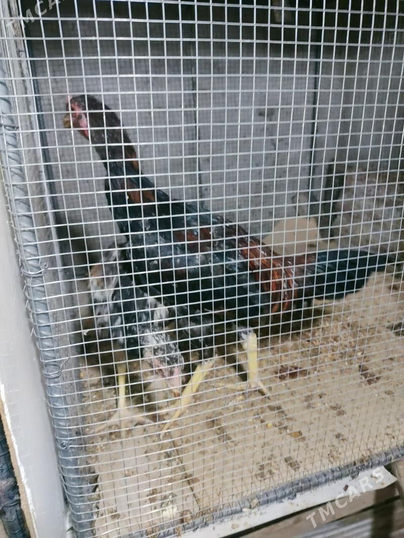 horaz jujeler - Чарджоу - img 3