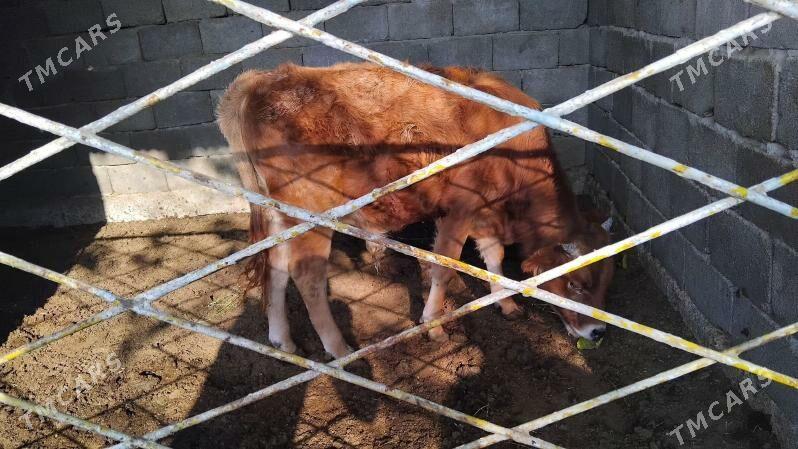 ökuzçe - Gypjak - img 4