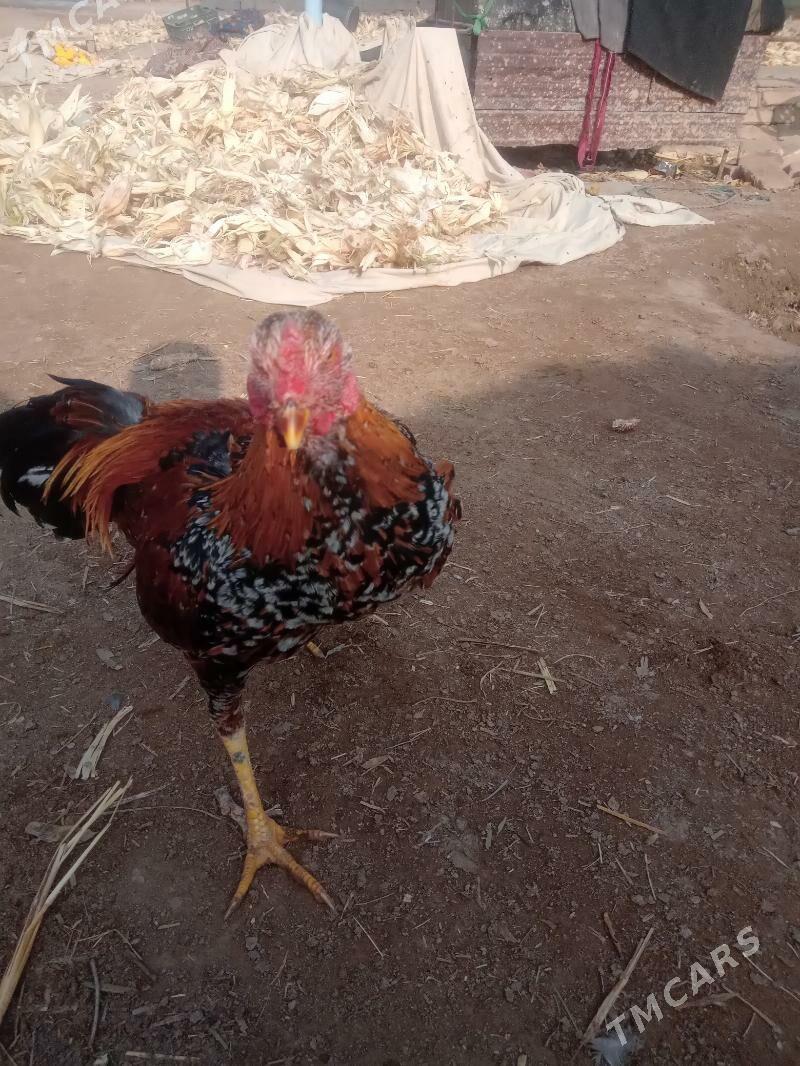 juje - Сейди - img 4