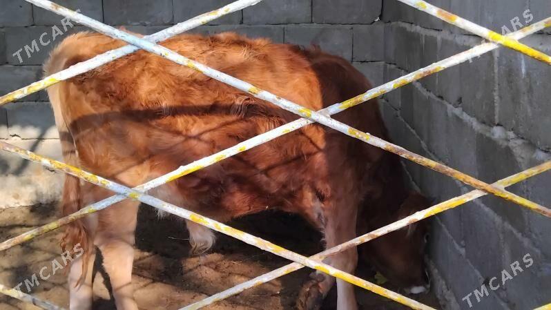 ökuzçe - Gypjak - img 2