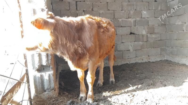 ökuzçe - Gypjak - img 3