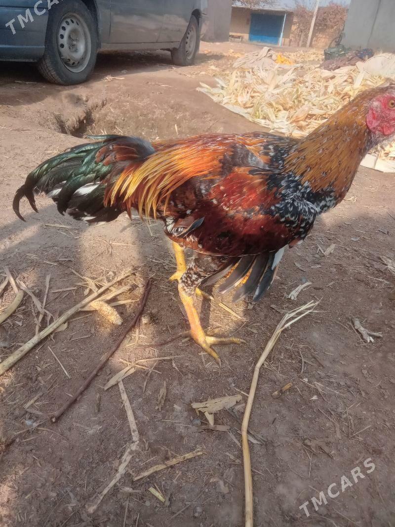 juje - Сейди - img 2