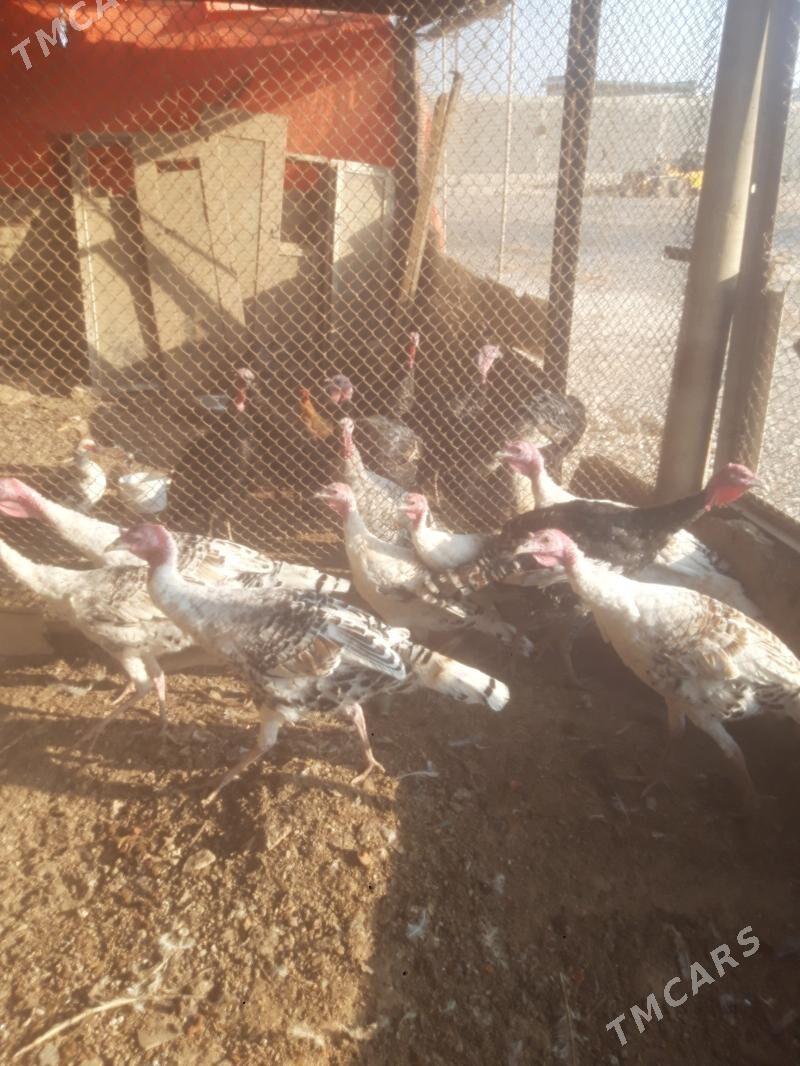 lnduk - Гызыларбат - img 2