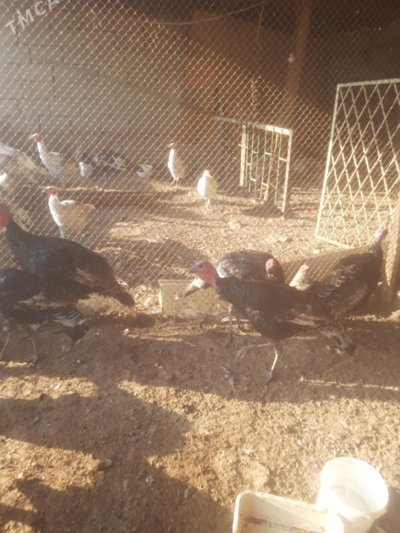 lnduk - Гызыларбат - img 4