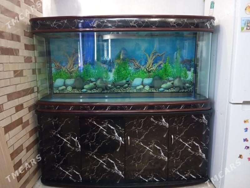 Akwarium аквариум - Ашхабад - img 3