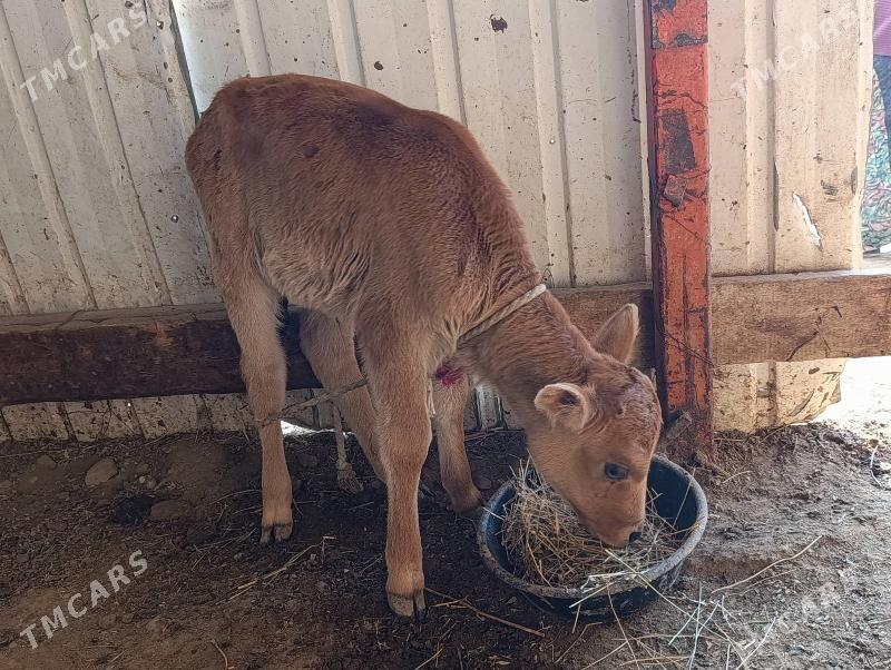 Goleli sygyr - Ak bugdaý etraby - img 5