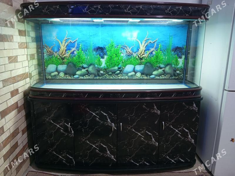 Akwarium аквариум - Ашхабад - img 1