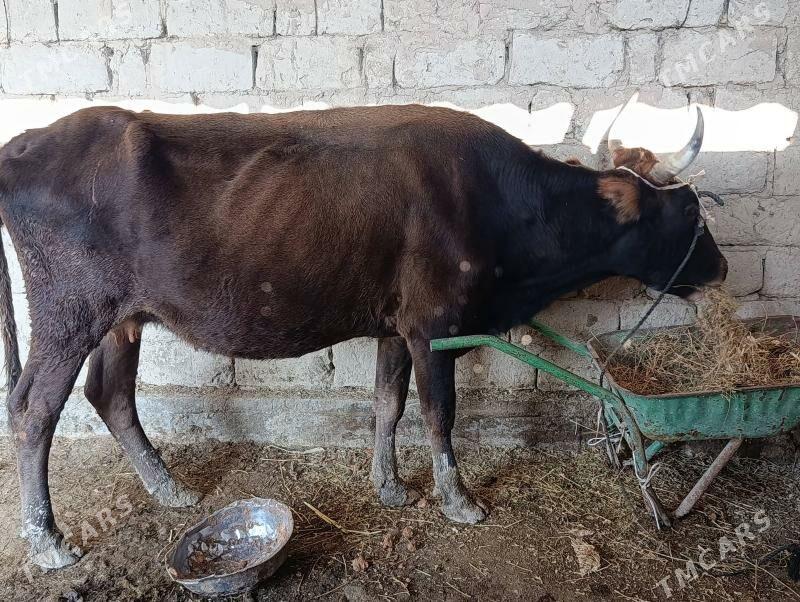 Goleli sygyr - Ak bugdaý etraby - img 2