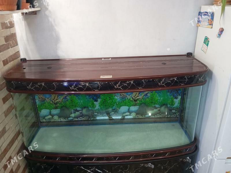 Akwarium аквариум - Ашхабад - img 5