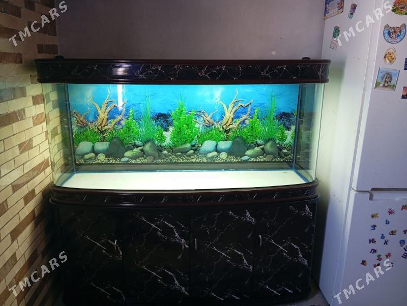 Akwarium аквариум - Ашхабад - img 2