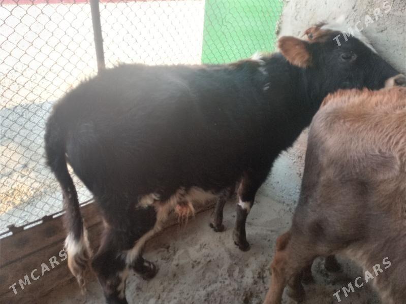 ökuz - Балканабат - img 2