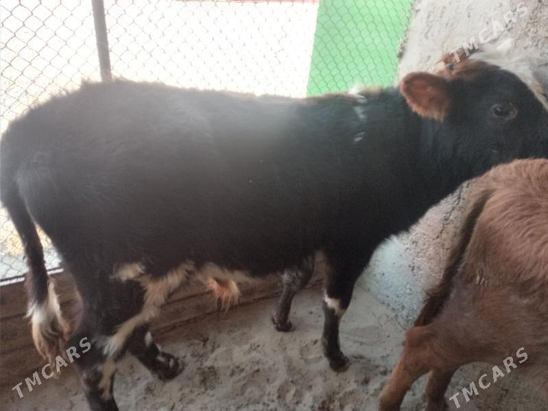 ökuz - Балканабат - img 3