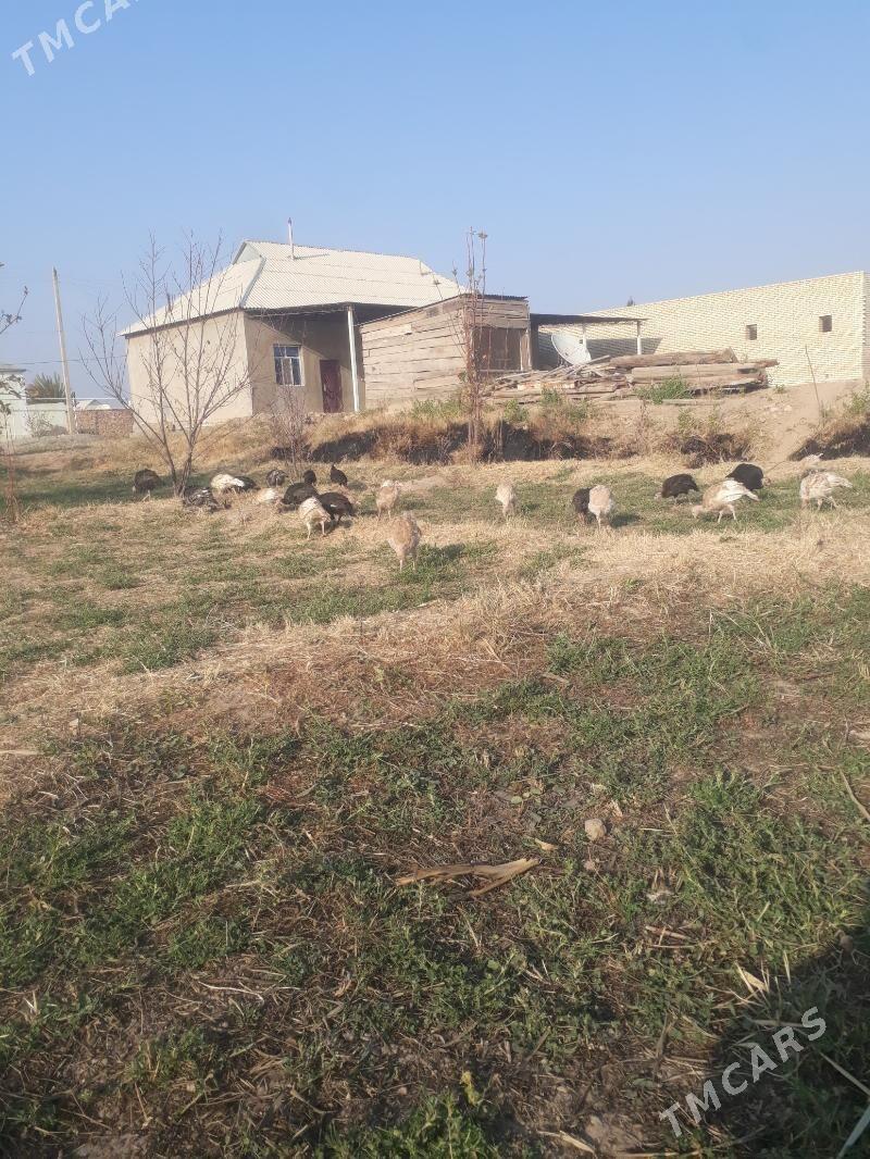 Induk jùyje - Туркменгала - img 1