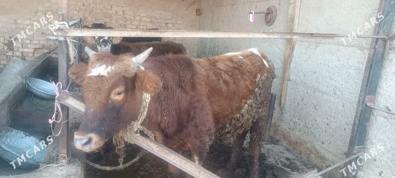 okuz - Кака - img 2