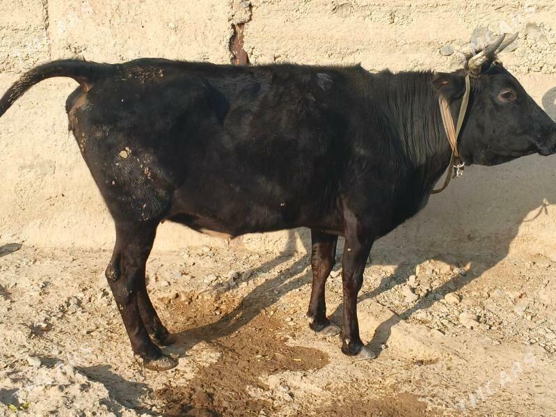 Satlyk sygyr - Gyzylarbat - img 3