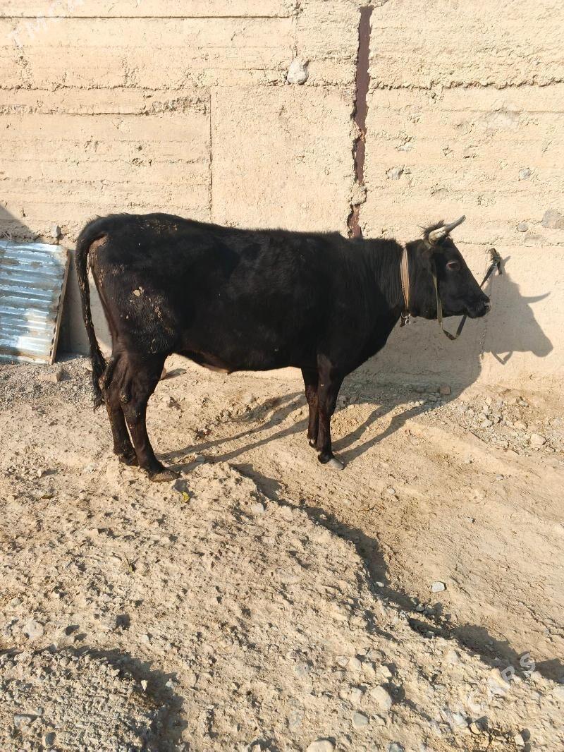 Satlyk sygyr - Gyzylarbat - img 2