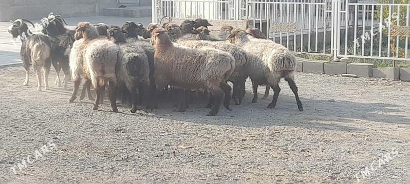 Goýunlar - Gyzylarbat - img 3