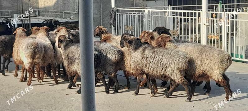 Goýunlar - Gyzylarbat - img 2