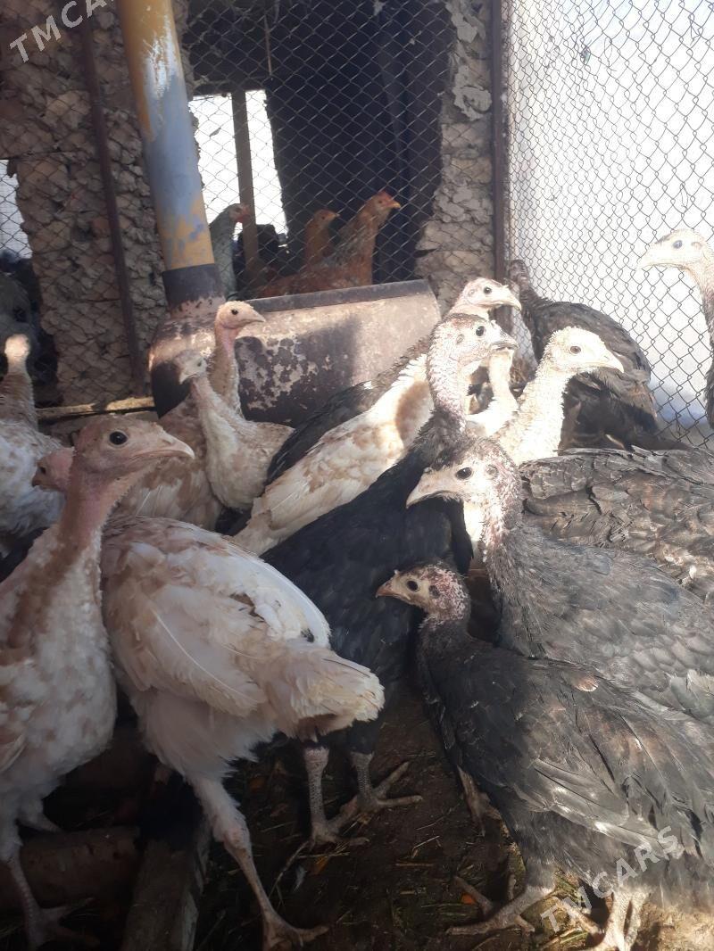 Induk jùyje - Туркменгала - img 6