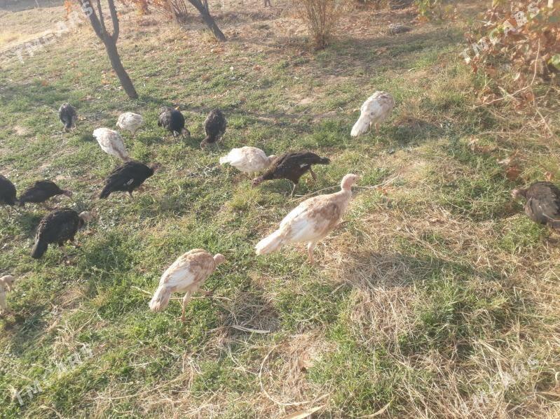 Induk jùyje - Туркменгала - img 5