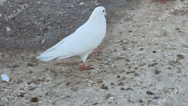 kepderi - Aşgabat - img 3