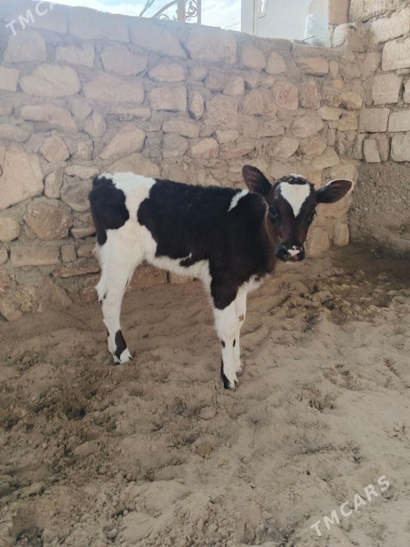 Göleli sygyr - Jebel - img 5